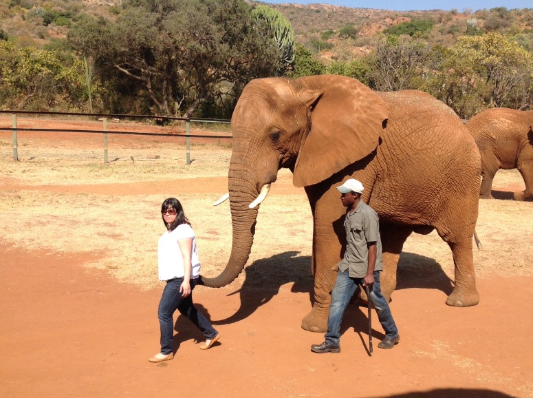 elephant back riding tour